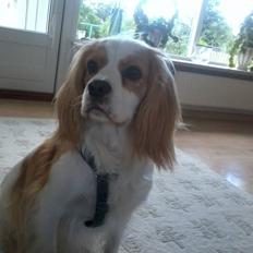 Blanding af racer Smoothie