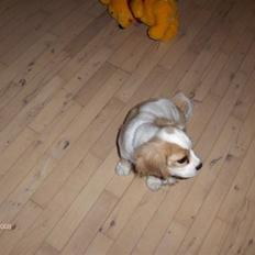 Blanding af racer Smoothie