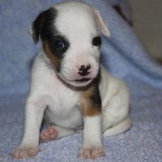 Jack russell terrier Minnie