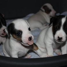 Jack russell terrier Minnie