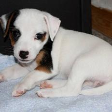 Jack russell terrier Minnie