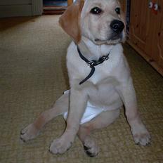 Labrador retriever Danny *Min* Tidl. Hund :(