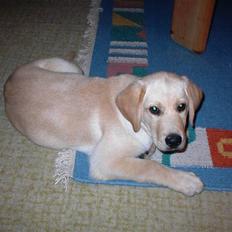 Labrador retriever Danny *Min* Tidl. Hund :(