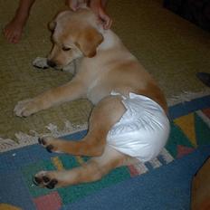 Labrador retriever Danny *Min* Tidl. Hund :(
