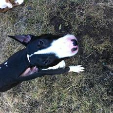 Bullterrier " Eddie "  *Himmelhund*
