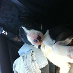 Bullterrier " Eddie "  *Himmelhund*