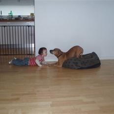 Staffordshire bull terrier Molly