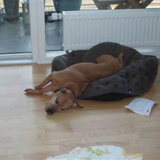 Staffordshire bull terrier Molly