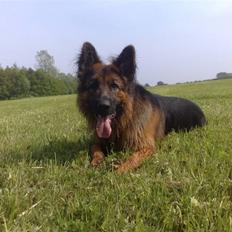 Schæferhund Elverhøj Amigo