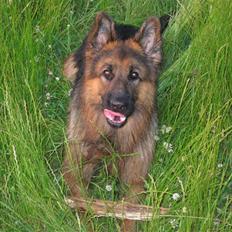 Schæferhund Elverhøj Amigo