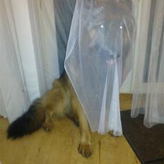 Schæferhund Elverhøj Amigo