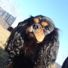 Cavalier king charles spaniel CF's Daisy (Fifi)