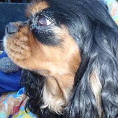 Cavalier king charles spaniel CF's Daisy (Fifi)