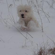 West highland white terrier Minnie