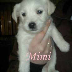 Blanding af racer Mimi R.I.P