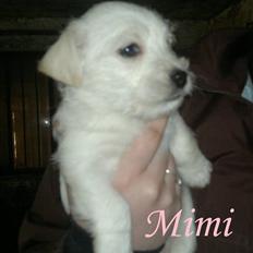 Blanding af racer Mimi R.I.P