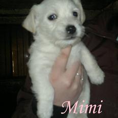 Blanding af racer Mimi R.I.P