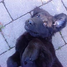 Blanding af racer Balto