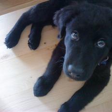 Blanding af racer Balto