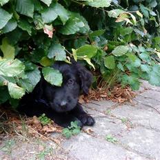 Blanding af racer Balto