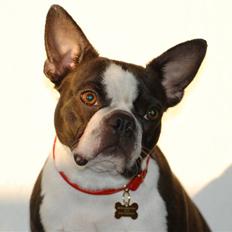 Boston terrier Molly