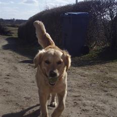 Golden retriever Zika 