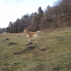 Golden retriever Zika 