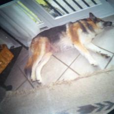 Blanding af racer Chicki R.I.P