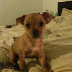 Blanding af racer Valentin