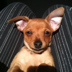 Blanding af racer Valentin