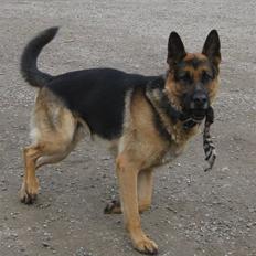 Schæferhund Basse (mors hund)