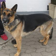 Schæferhund Basse (mors hund)