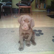 Labrador retriever Aslan