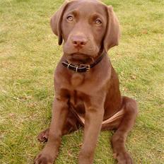 Labrador retriever Aslan