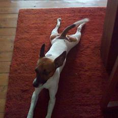 Dansk svensk gaardhund Futte<3