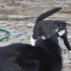 Schipperke Kejser. R.I.P