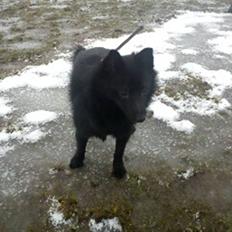 Schipperke Kejser. R.I.P
