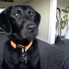 Labrador retriever Freja