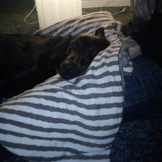 Labrador retriever Freja