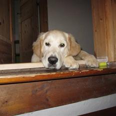 Golden retriever Gizmo