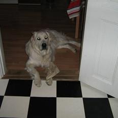 Golden retriever woodstar yvan (Samson)