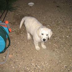Golden retriever woodstar yvan (Samson)