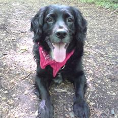 Blanding af racer Kamma (Himmelhund)