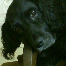 Blanding af racer Kamma (Himmelhund)