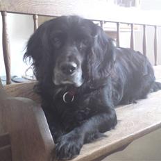 Blanding af racer Kamma (Himmelhund)