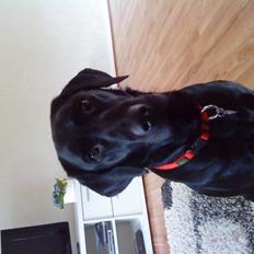 Labrador retriever blackie