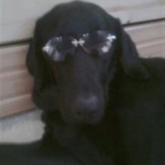 Labrador retriever blackie