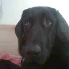 Labrador retriever blackie