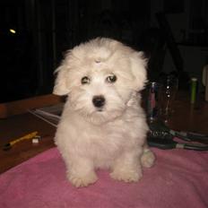 Coton de tulear Louisa