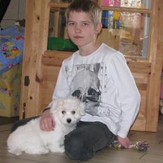 Coton de tulear Louisa